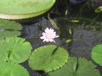 06_Water_flora.jpg