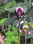 11_Orchids.jpg