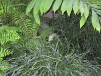 Dino_in_the_jungle.jpg