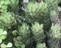 Stonecrop_Family_South_Africa.jpg
