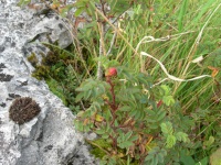 DSCN0548.JPG
