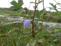 DSCN0550.JPG