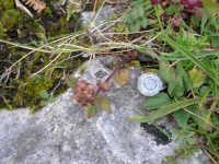 DSCN0581.JPG