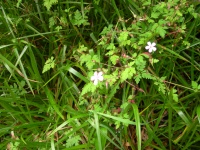 DSCN0696.JPG