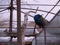 Peacock.jpg