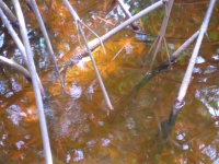 DSCN3368_JPG.JPG