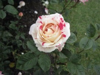 IMG_1526.jpg