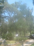 IMG_3703.jpg